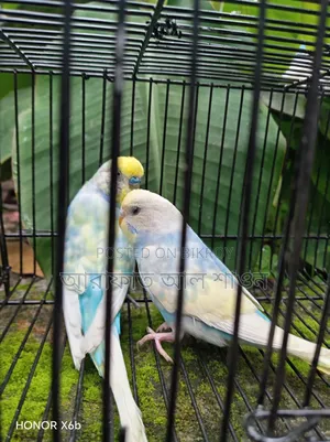 Pair of Rainbow Budgie Birds for Sale