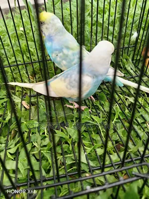 Pair of Rainbow Budgie Birds for Sale