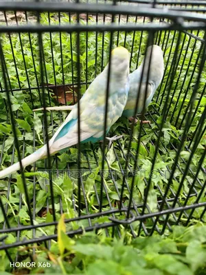 Pair of Rainbow Budgie Birds for Sale