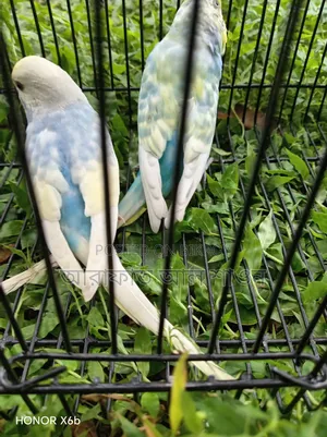 Pair of Rainbow Budgie Birds for Sale