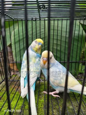 Pair of Rainbow Budgie Birds for Sale