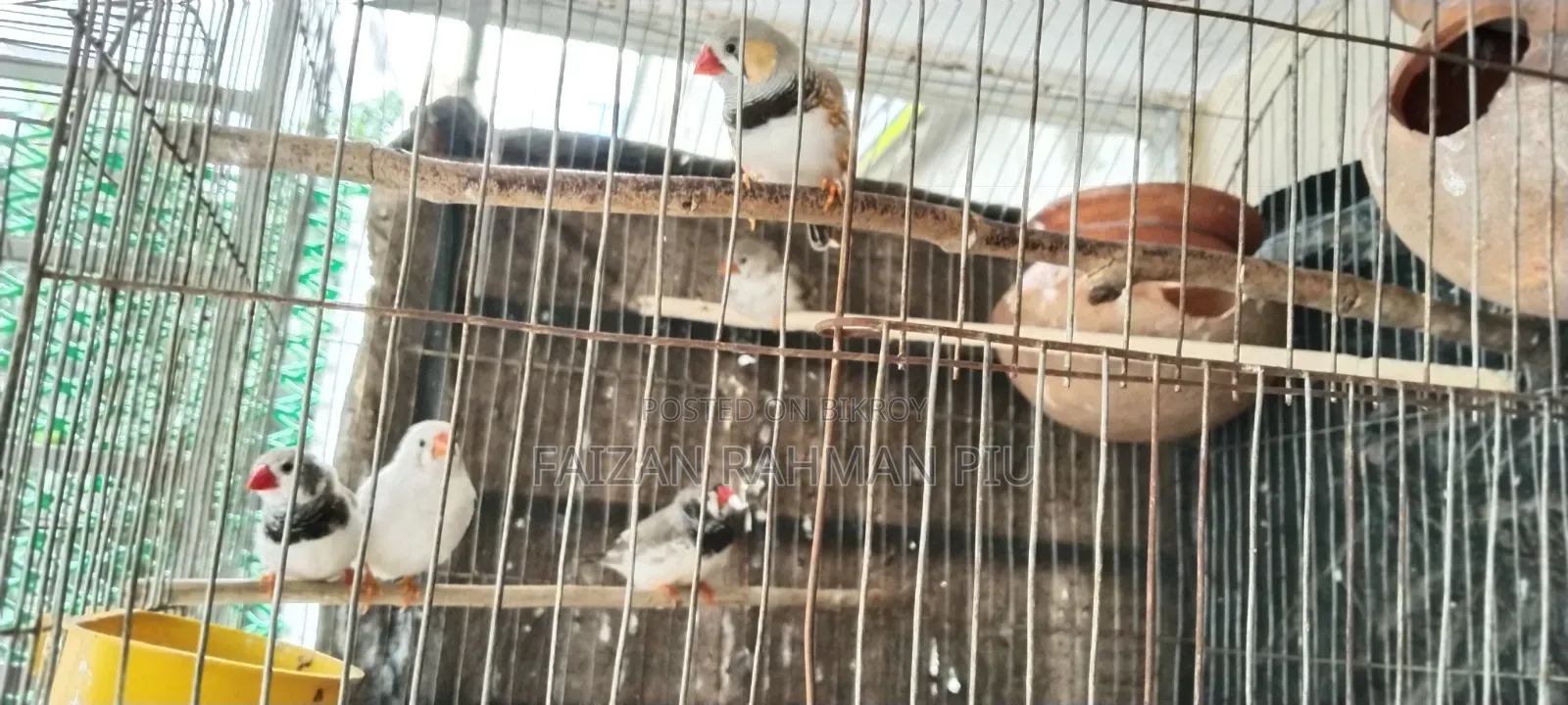 Zebra Finch