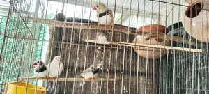 Zebra Finch