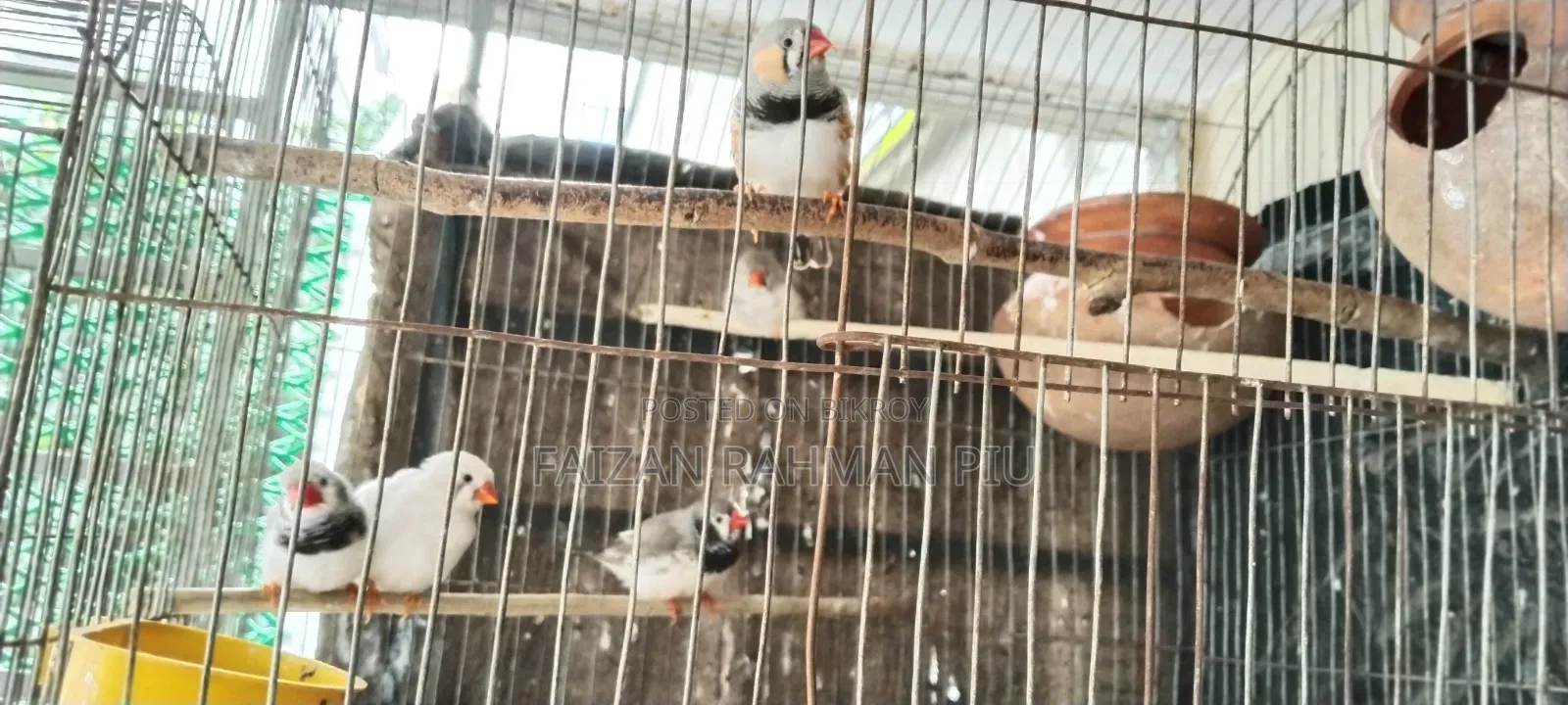Zebra Finch