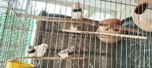 Zebra Finch