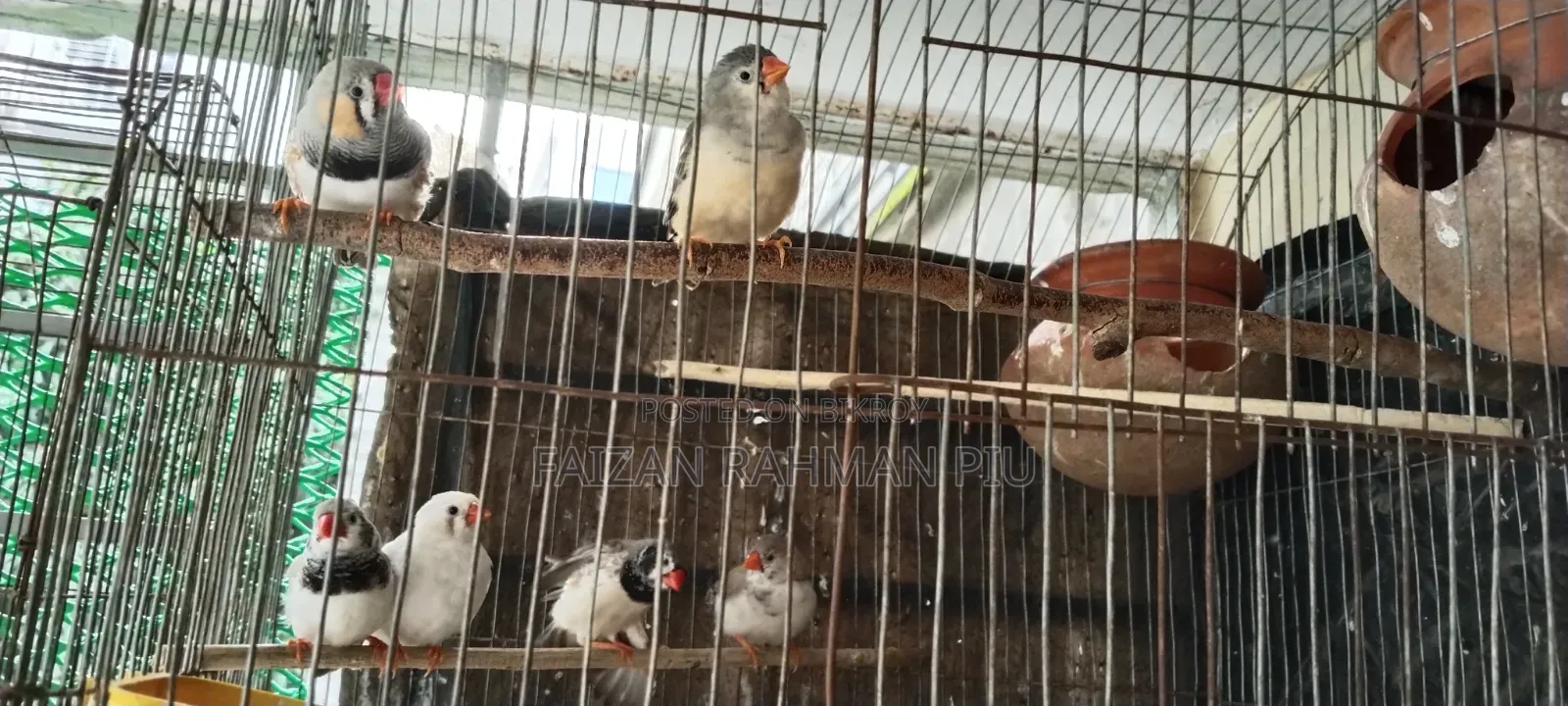 Zebra Finch
