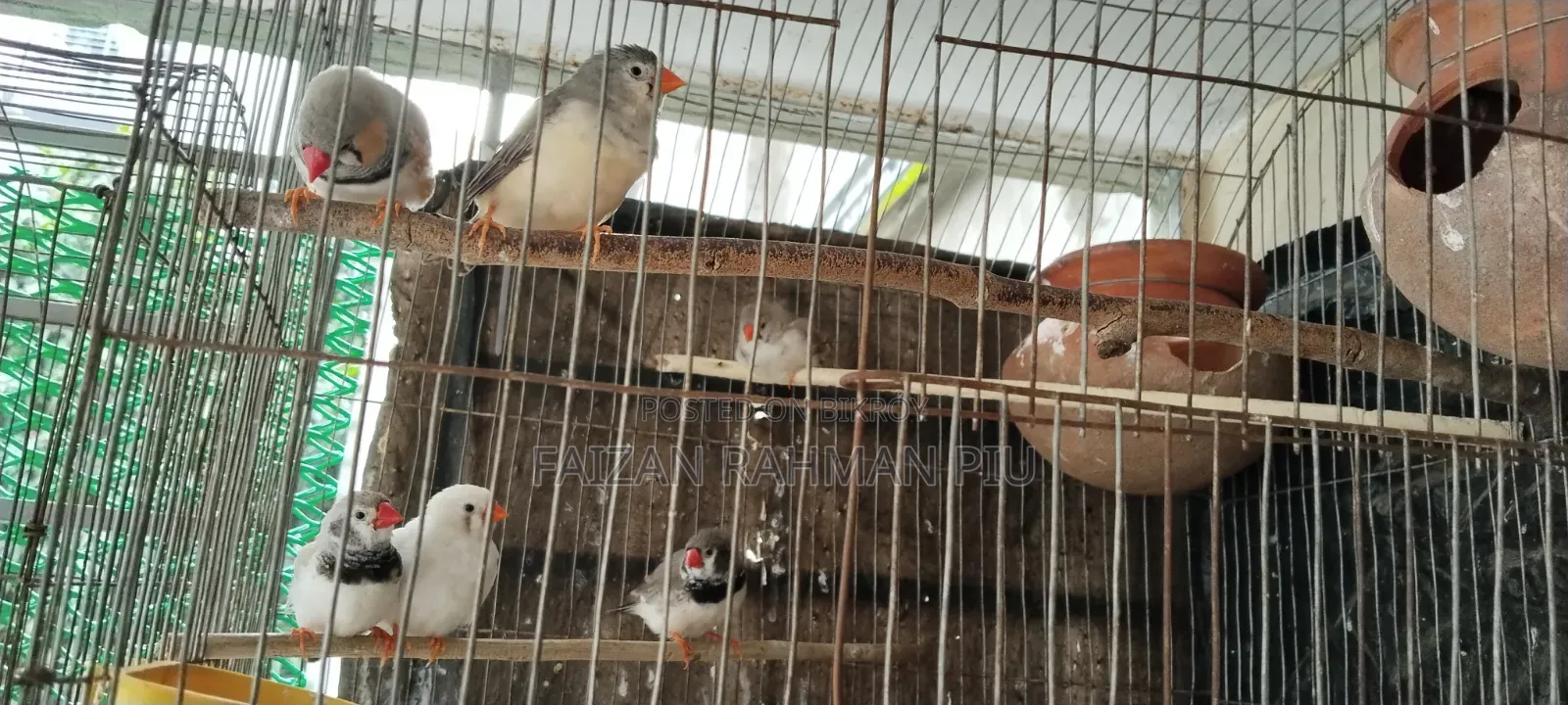Zebra Finch