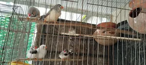 Zebra Finch