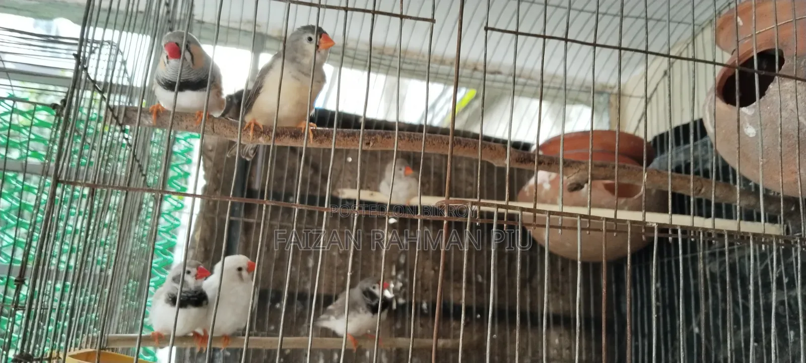 Zebra Finch