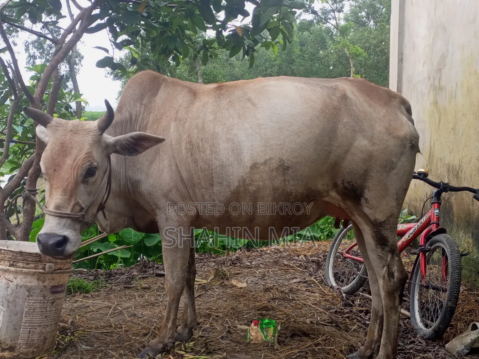 কোরবানির জন্য এই গবাদি পশু টি দেখতে পারেন