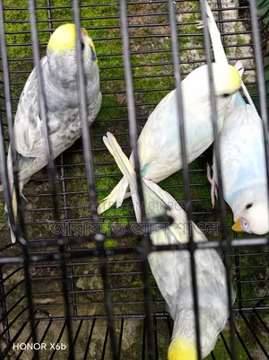 High-Quality Mutation Budgie Birds