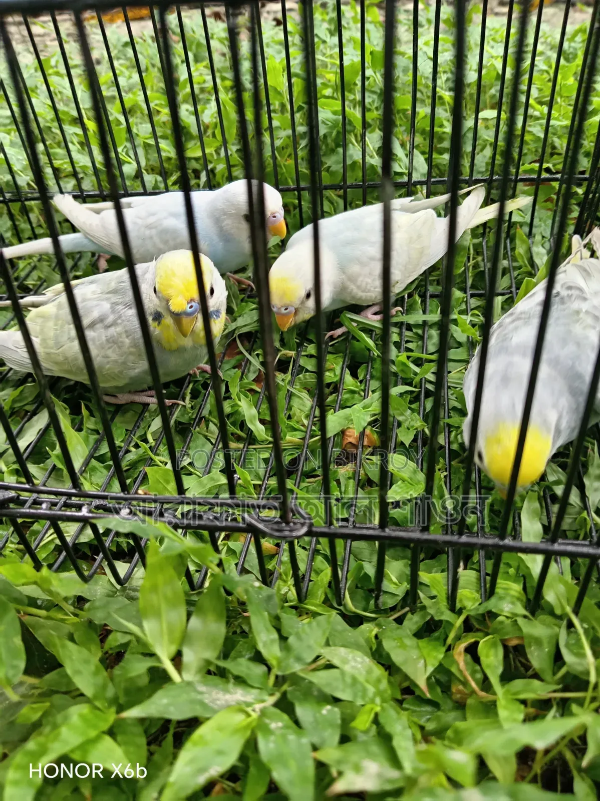 High-Quality Mutation Budgie Birds