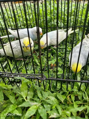 High-Quality Mutation Budgie Birds