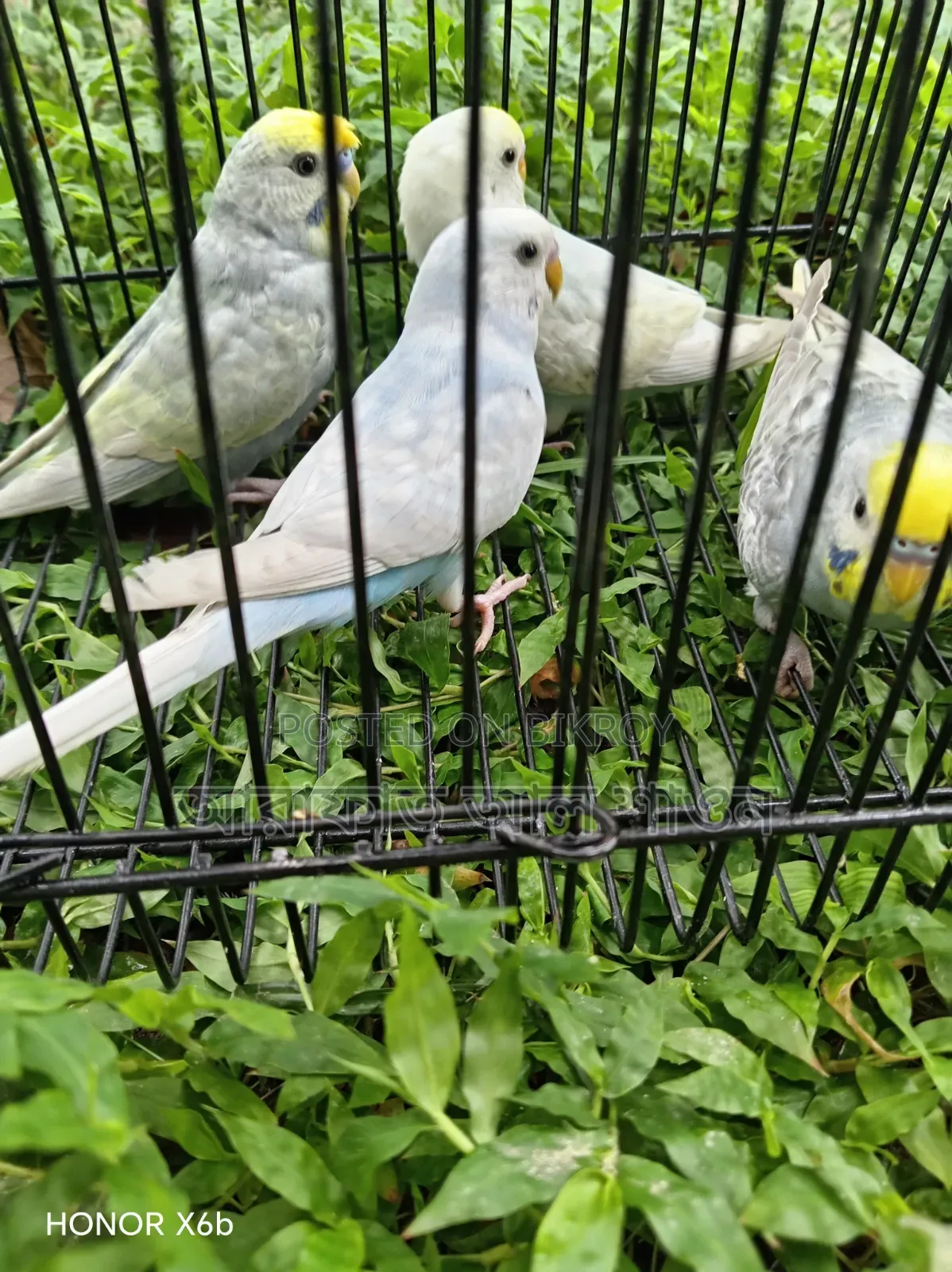High-Quality Mutation Budgie Birds