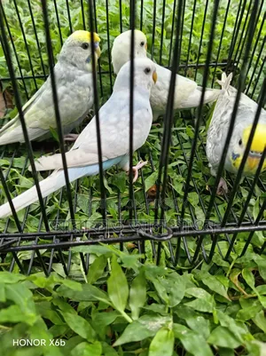 High-Quality Mutation Budgie Birds