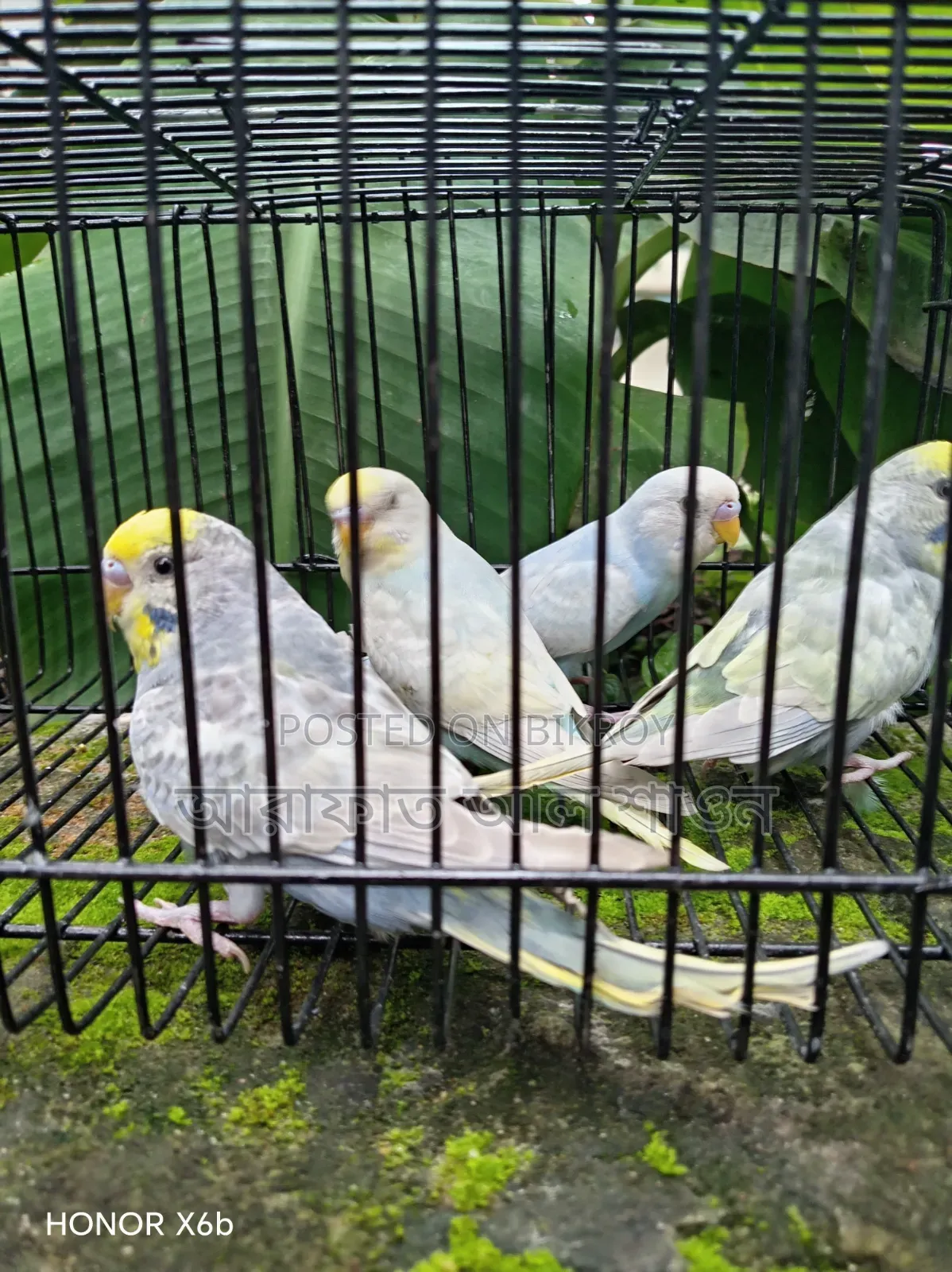 High-Quality Mutation Budgie Birds