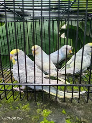 High-Quality Mutation Budgie Birds