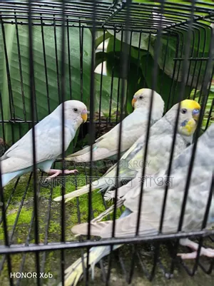 High-Quality Mutation Budgie Birds