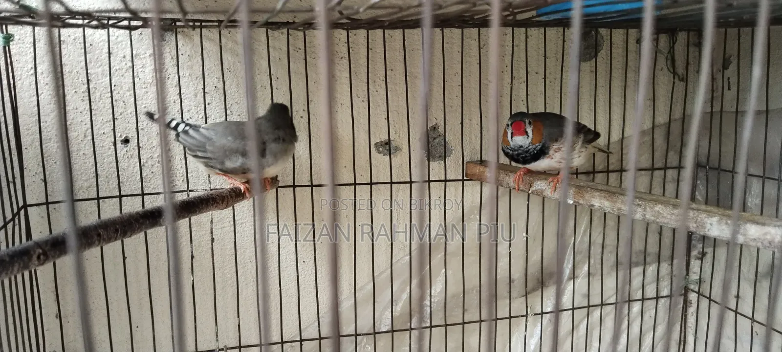 Zebra Finch