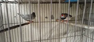 জেব্রা ফিঞ্চ