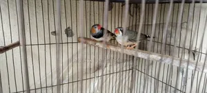 Zebra Finch