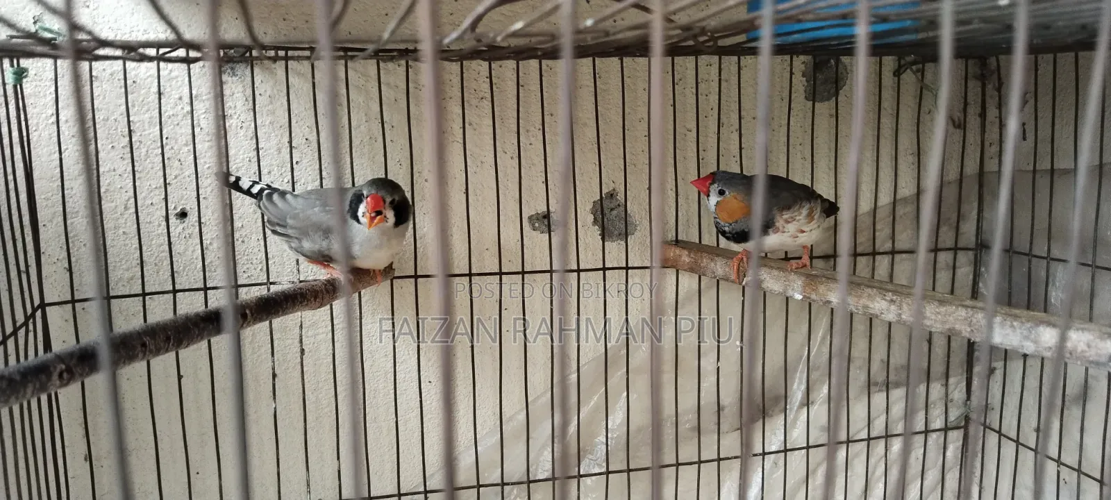 Zebra Finch