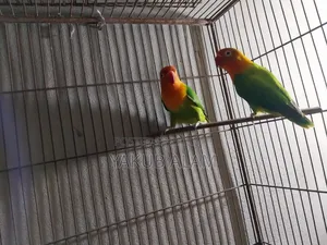 Beautiful Lovebird Pair