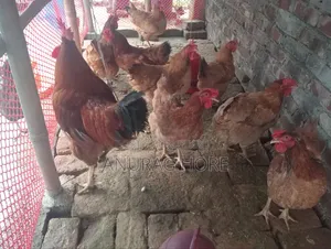 ডিমপারা টাইগার মুরগী