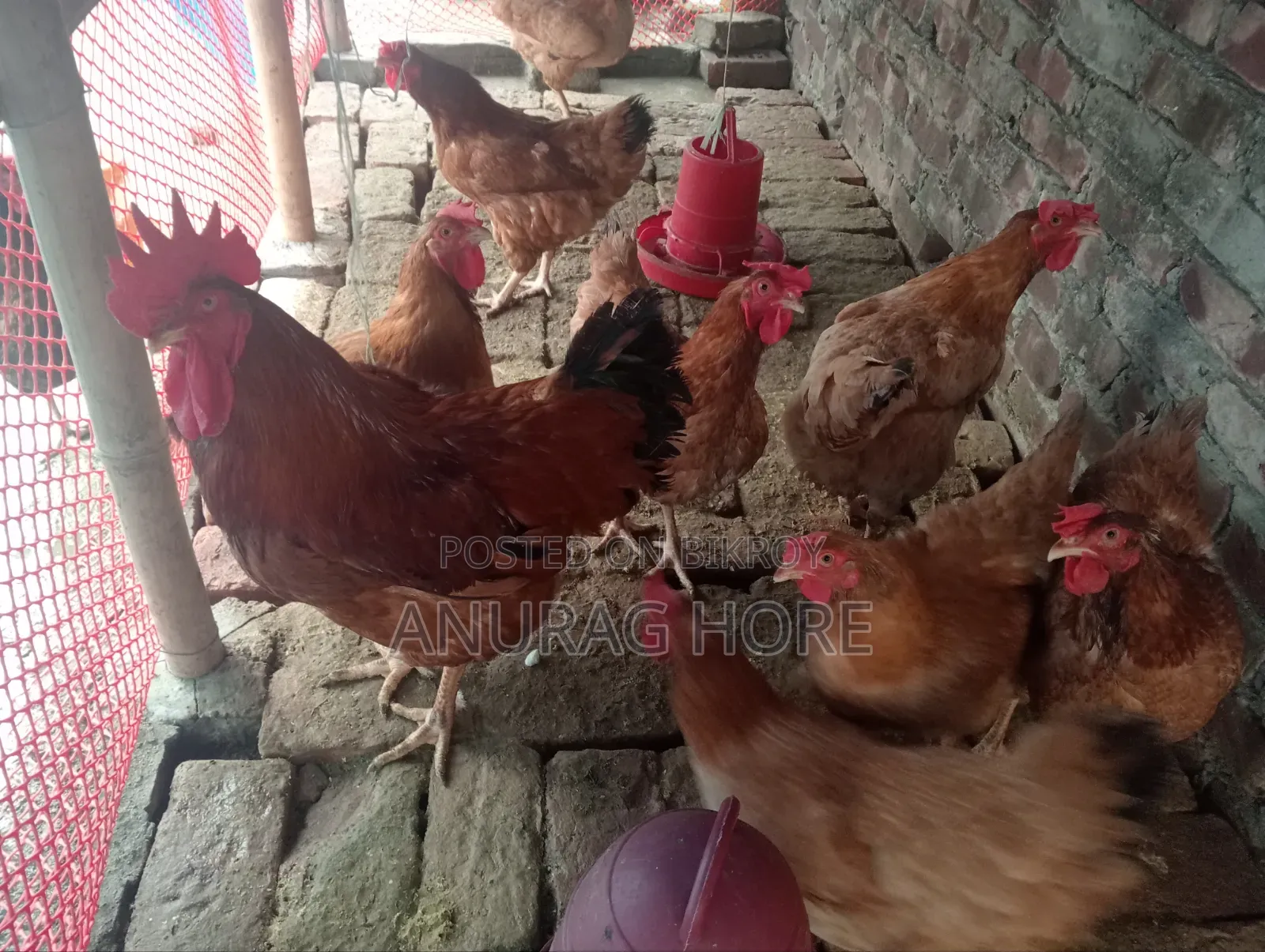 ডিমপারা টাইগার মুরগী