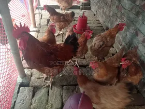 ডিমপারা টাইগার মুরগী