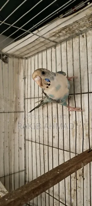 বাজিগর লুটিনো পাখি