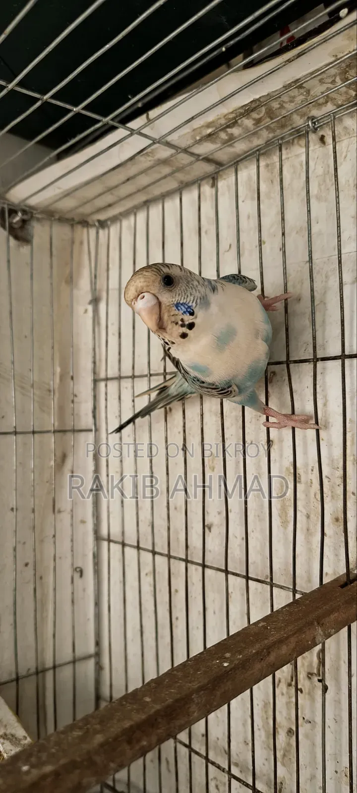 বাজিগর লুটিনো পাখি
