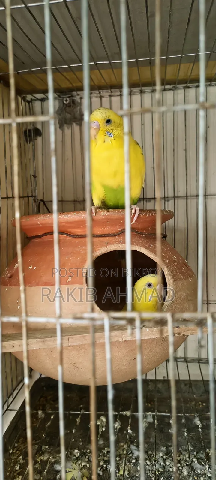 বাজিগর লুটিনো পাখি