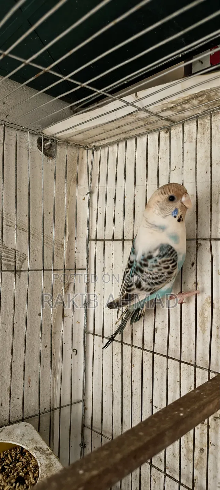 বাজিগর লুটিনো পাখি