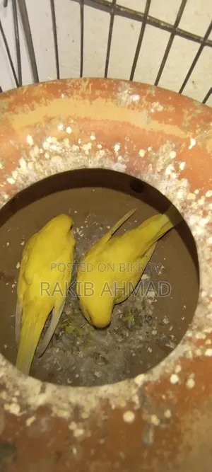 বাজিগর লুটিনো পাখি
