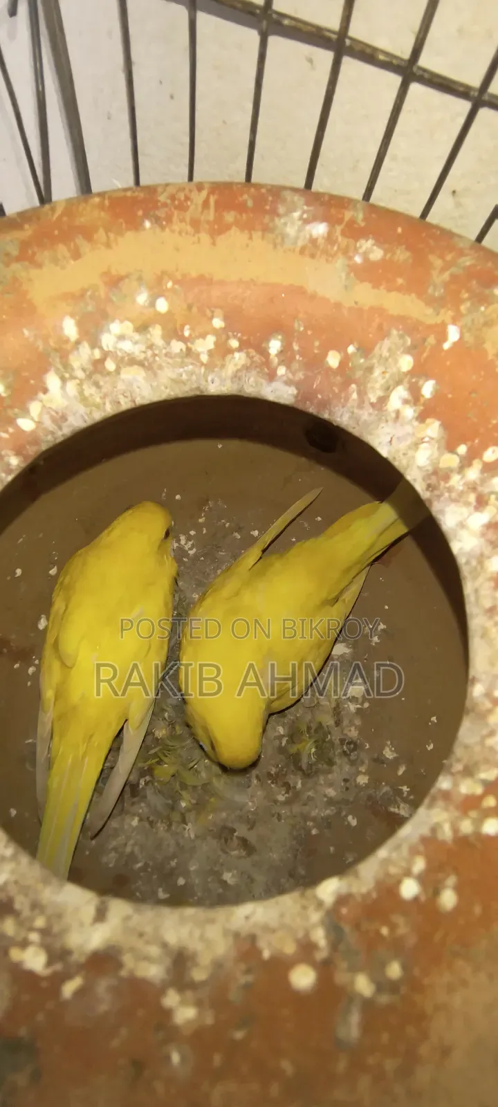 বাজিগর লুটিনো পাখি