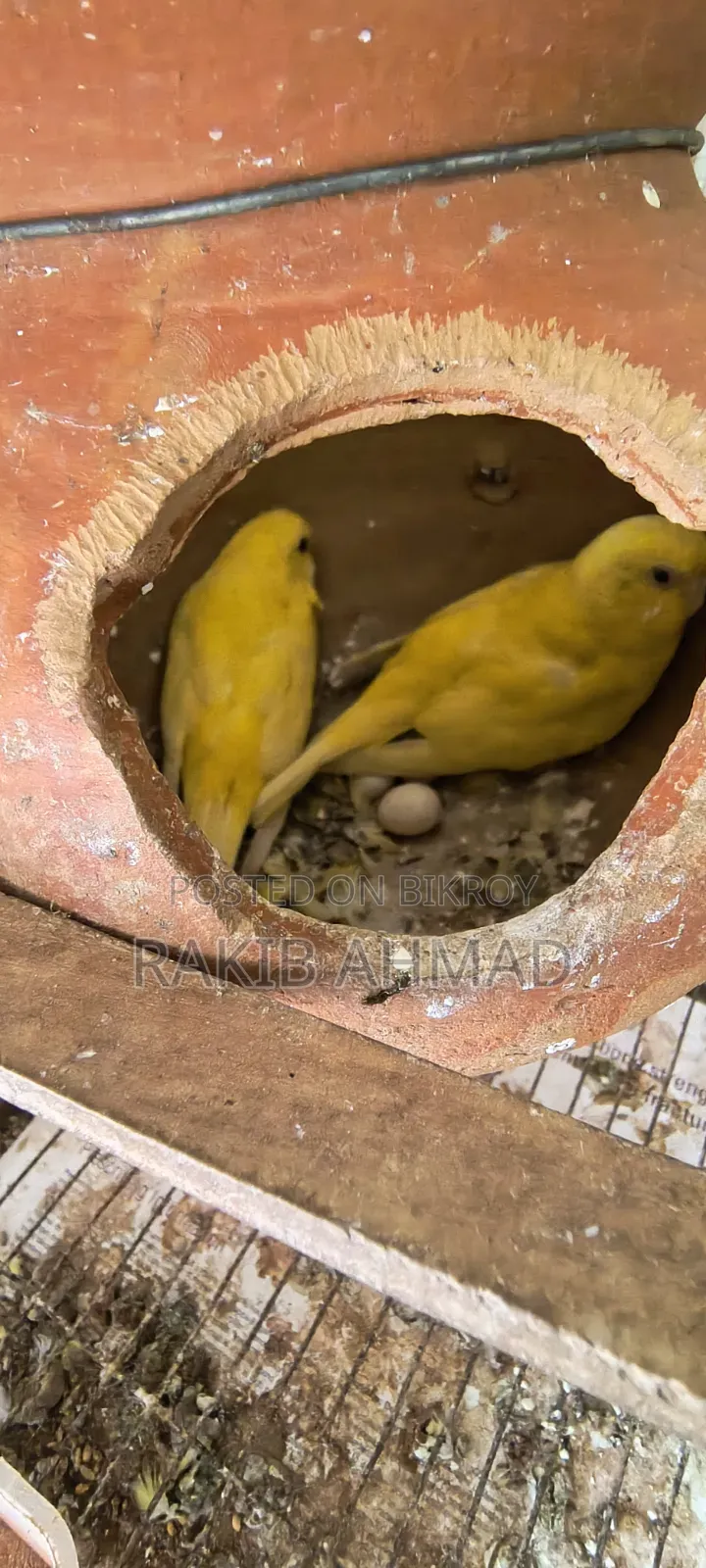 বাজিগর লুটিনো পাখি