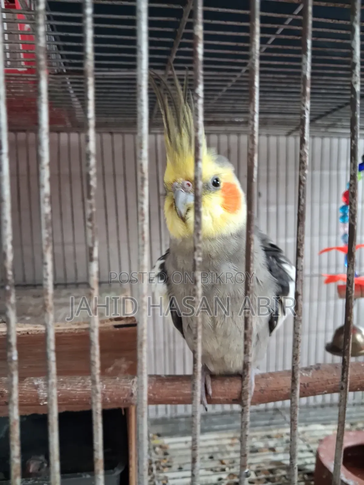 Cockatiel Birds