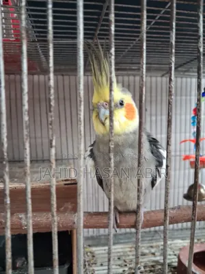 Cockatiel Birds