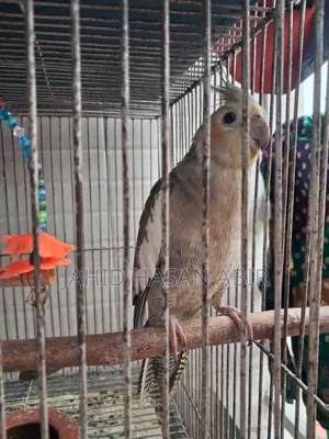Cockatiel Birds