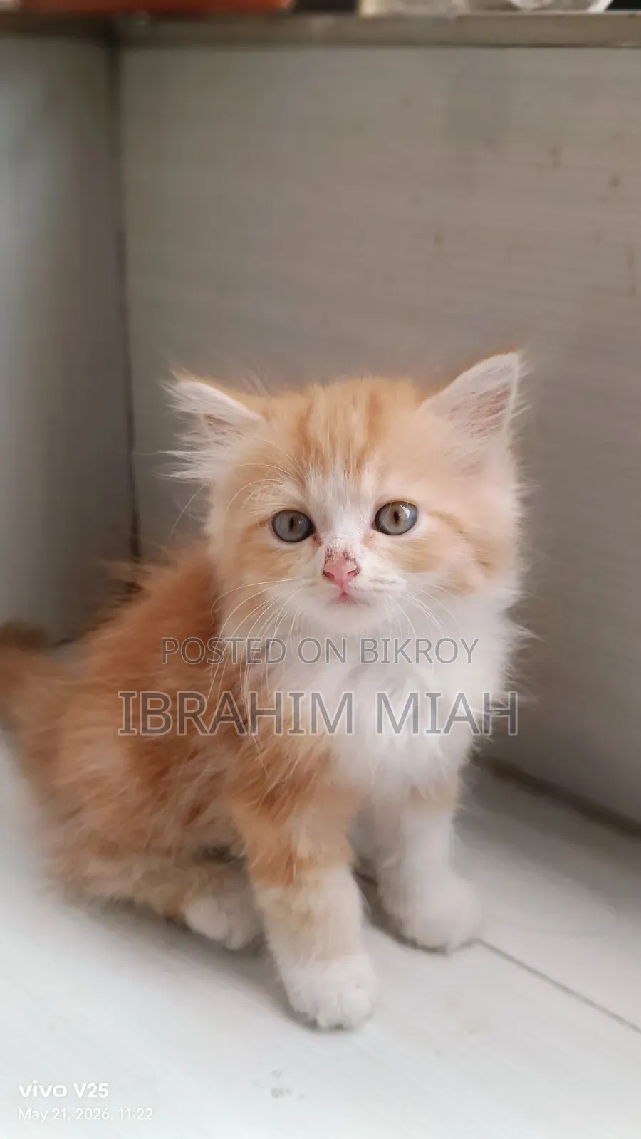 1-3 Months Female Purebred Persian