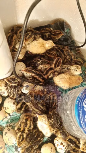 Quail Bird {Dubai Jumbo Hybrid Cross}