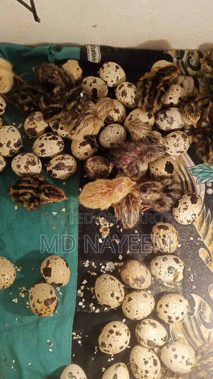 Quail Bird {Dubai Jumbo Hybrid Cross}