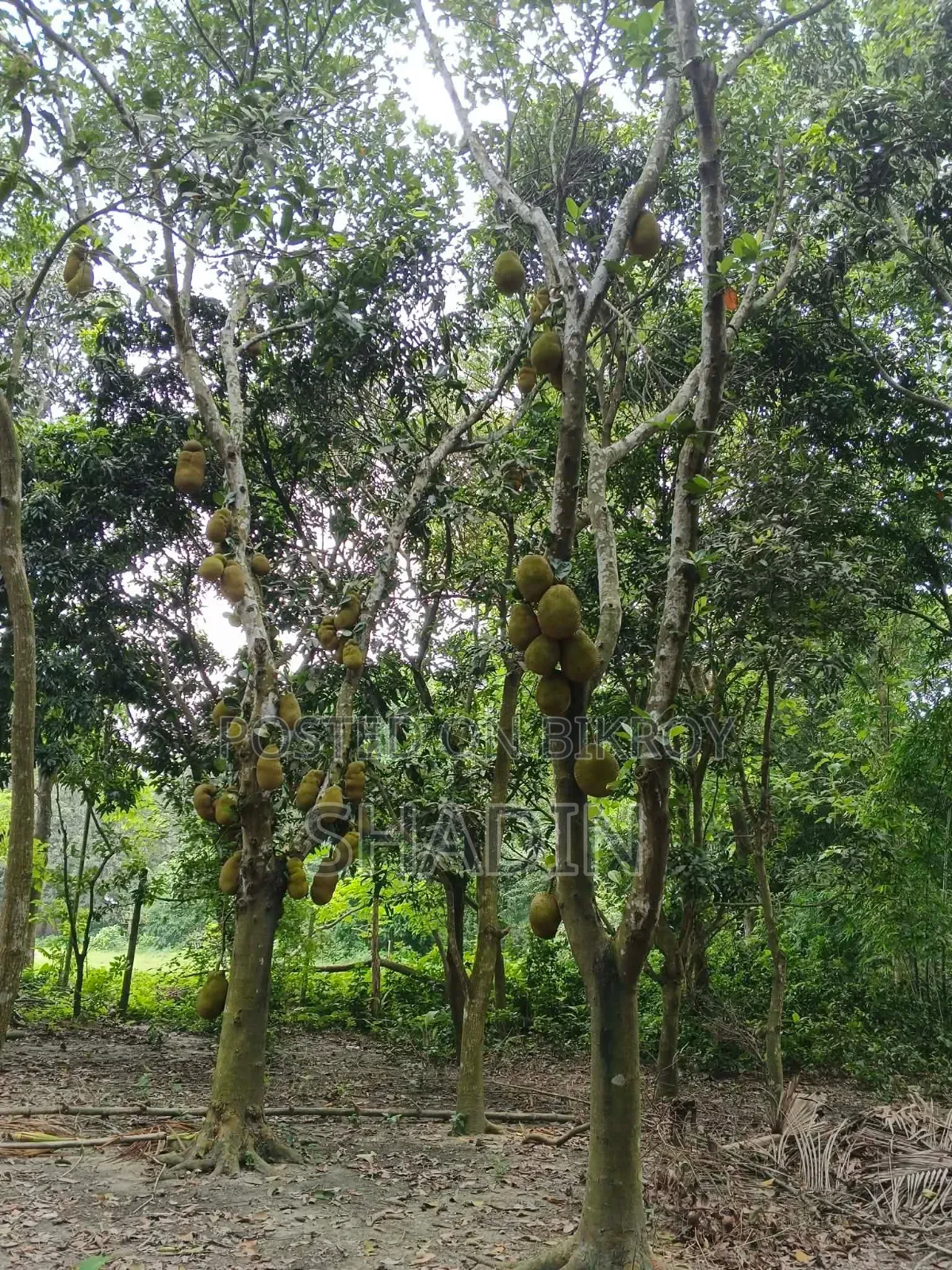 Jackfruit for sale