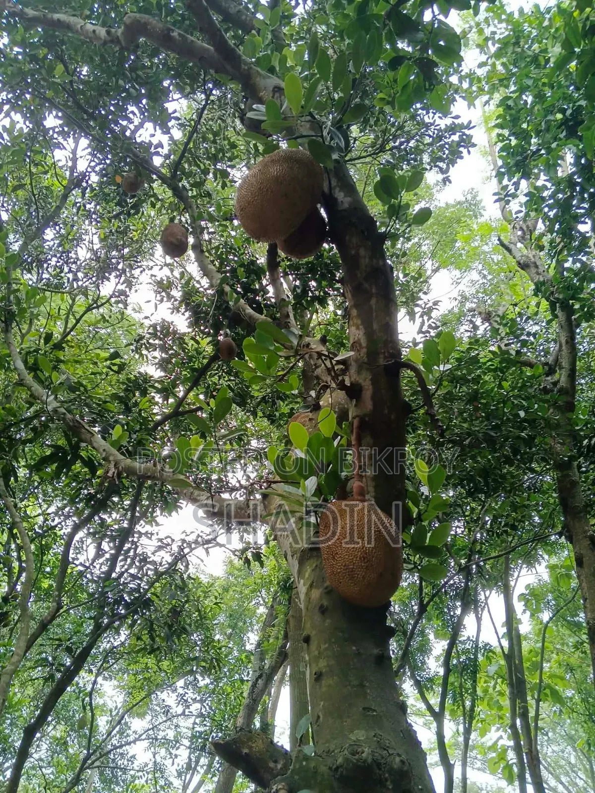 Jackfruit for sale