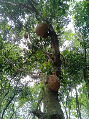 Jackfruit for sale