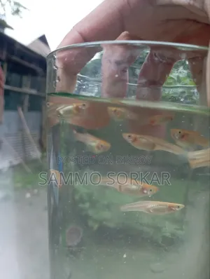 নিউ এডাল্ট গাপ্পি মাছ