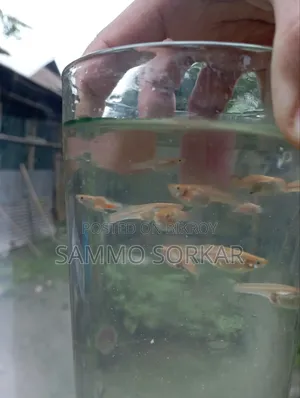 নিউ এডাল্ট গাপ্পি মাছ