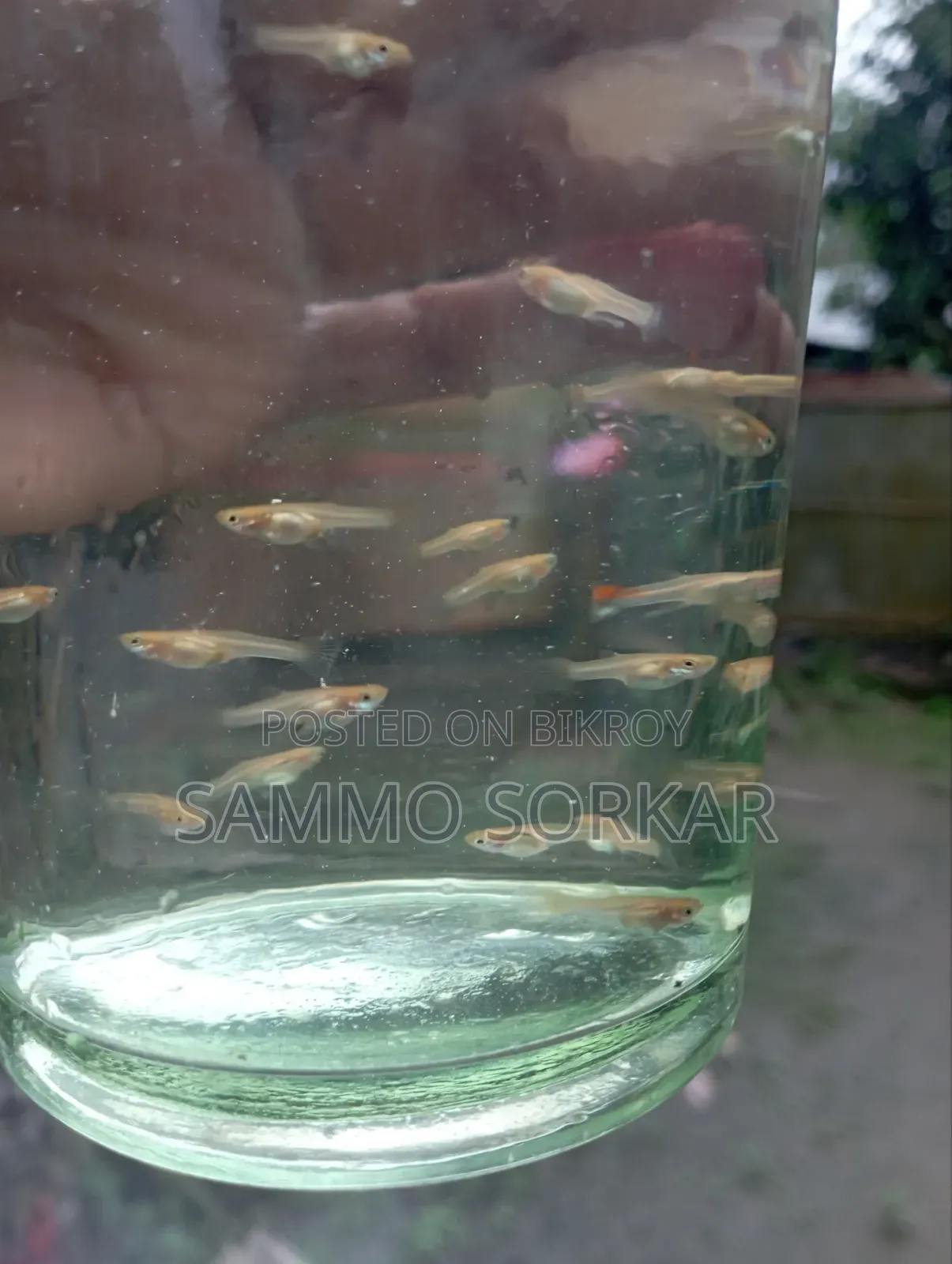 নিউ এডাল্ট গাপ্পি মাছ