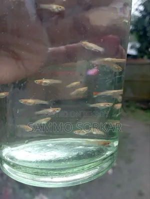 নিউ এডাল্ট গাপ্পি মাছ
